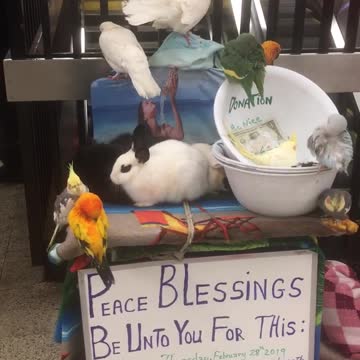 Animal stand inside a subway station