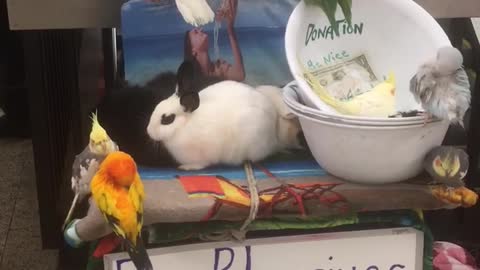 Animal stand inside a subway station