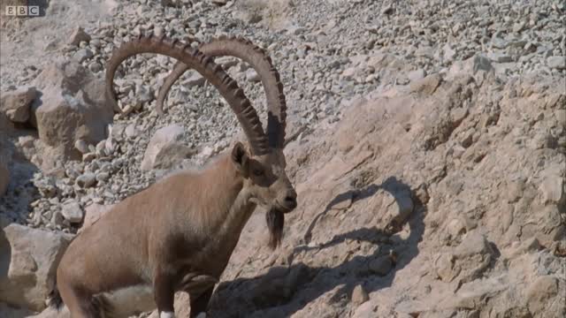 Ibex Fight for Mating Rituals | Wild Arabia | BBC Earth