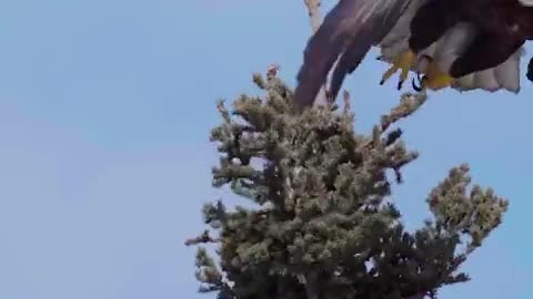 A minute of serenity with an eagle and a guitar.