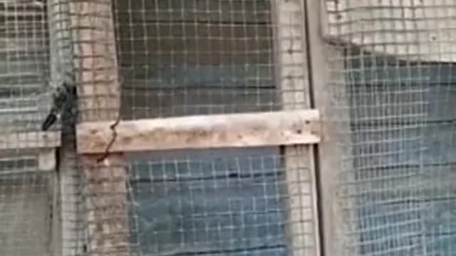Duckling Doing The Mission Possible