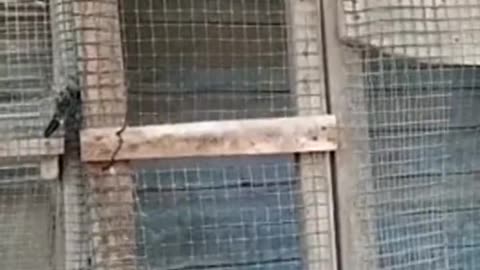 Duckling Doing The Mission Possible