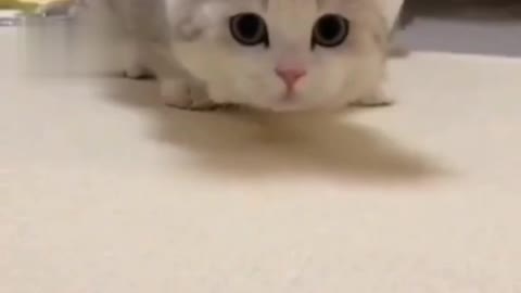 Cute funny cat