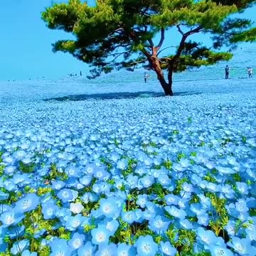 Stunning field of endless wild flowers.