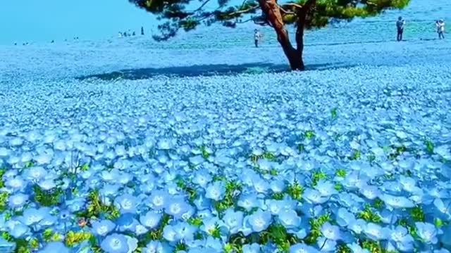 Stunning field of endless wild flowers.