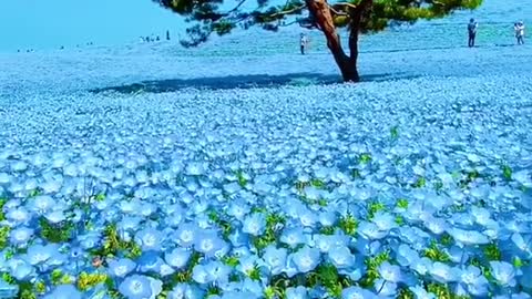 Stunning field of endless wild flowers.