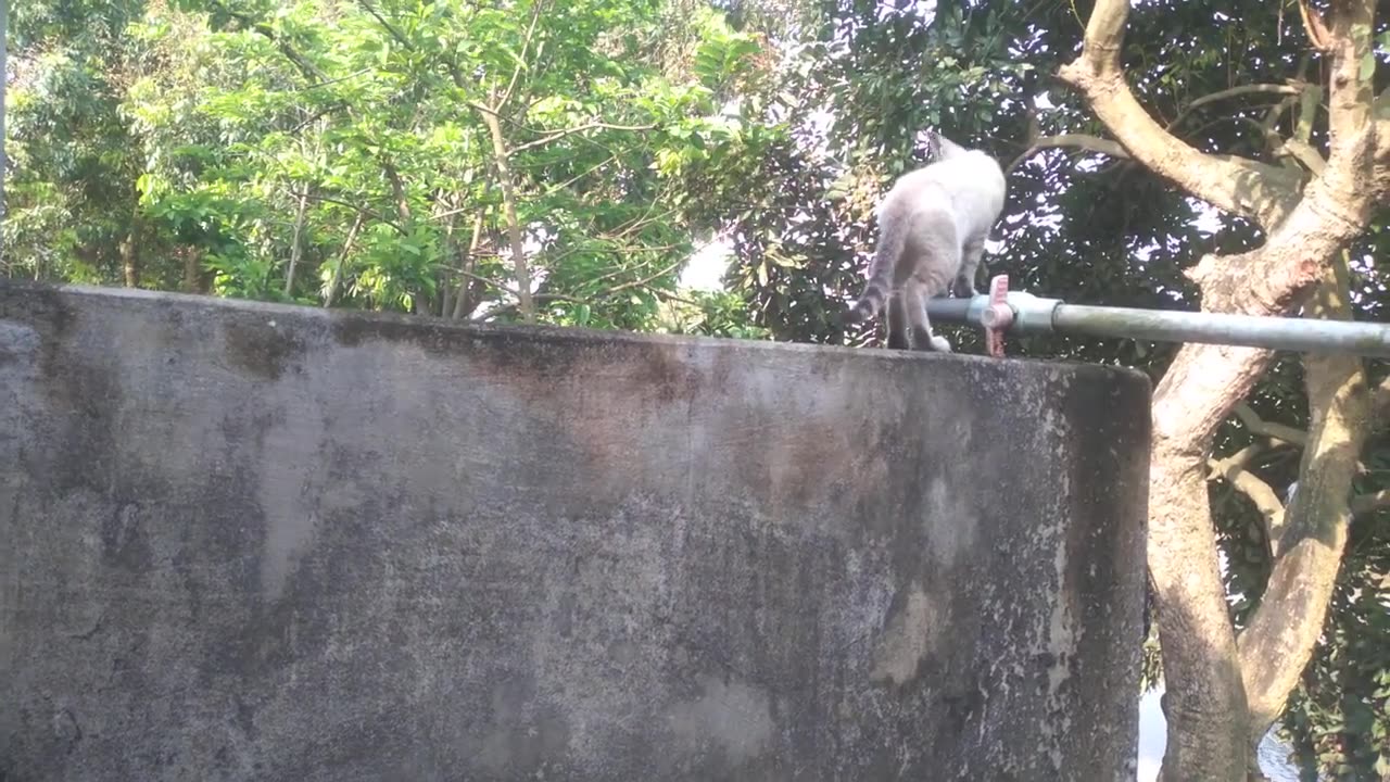 cute kitten videos (p20)