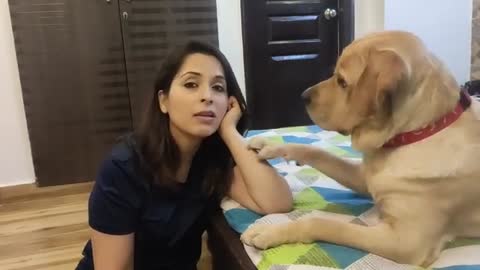 This_happens_when_I_ignore_my_Labrador_(MILO)||_He_HATES_being_Ignored!