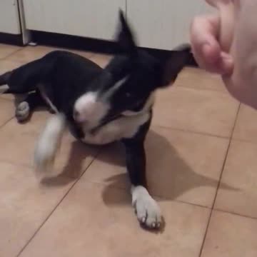 bang trick - headshot