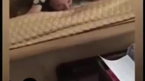 Funny Cat 🐈😺 videos