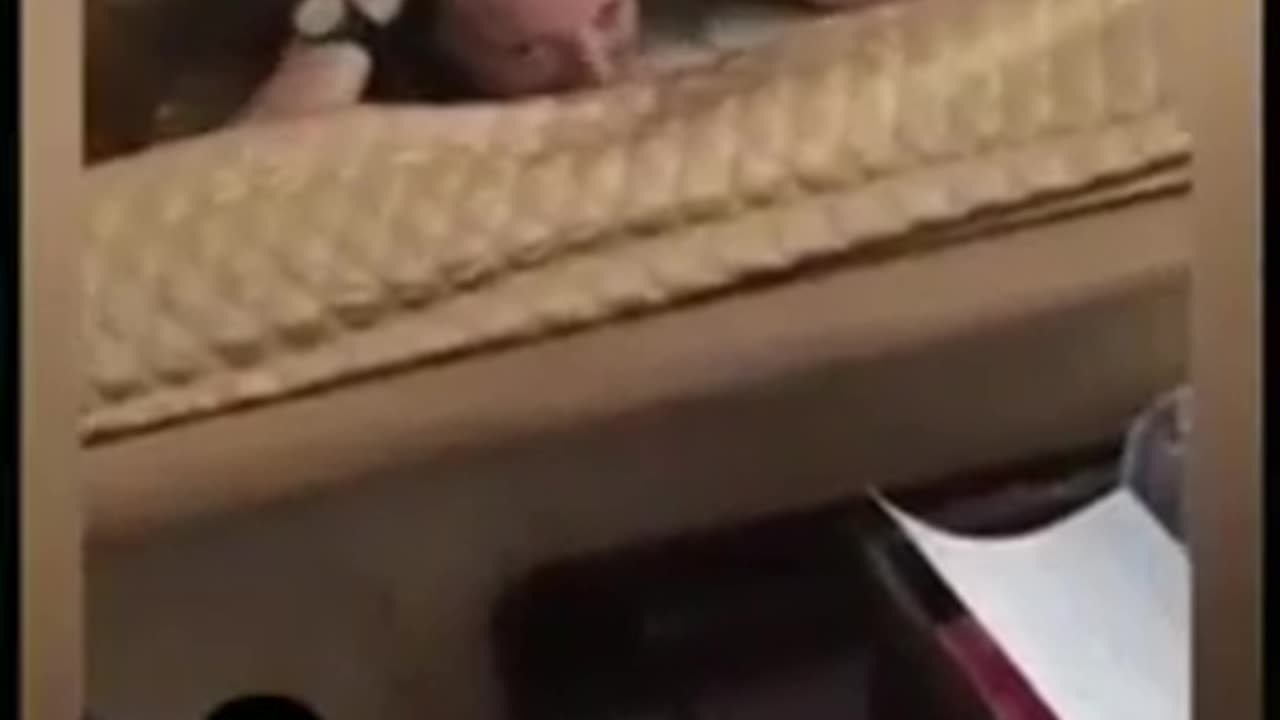 Funny Cat 🐈😺 videos