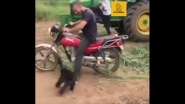 FUNNIEST MONKEYS - Cute And Funny Monkey Videos Compilation 2021- pets bonding