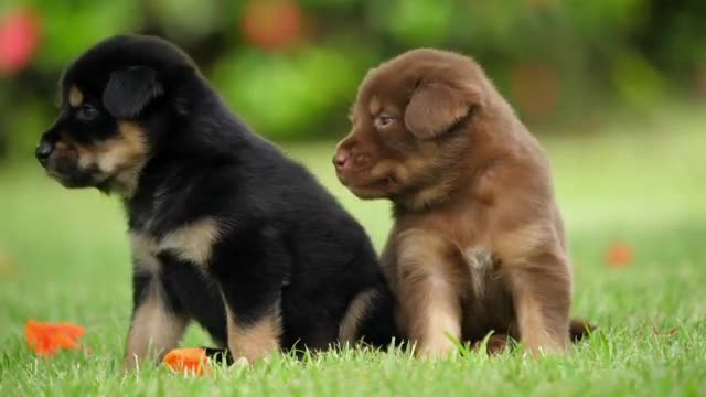 Two cute puppies in the sun