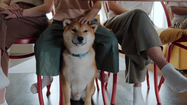 Petting A Pet Dog Under The Table