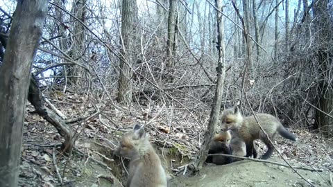 Fox Cubs