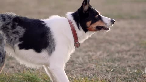 Smart single shepherd dog finds its prey and waits for the time to capture it