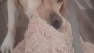 Sweet Dog Won't Go On Walk Without His Teddy