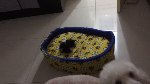 Kitten Shows Dog Who's Boss