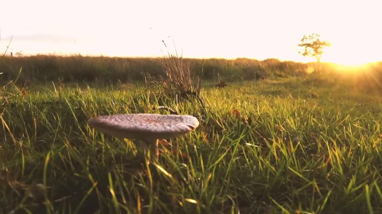 Mushroom growing in grass in a forest at sunset