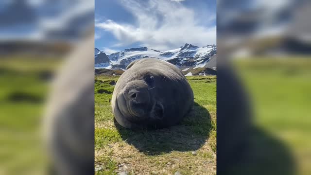 Wild Animals sneeze