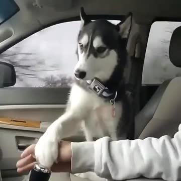 All I Want Is: Belly Rub