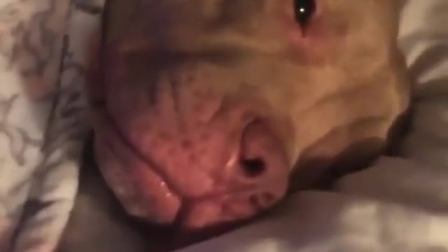 Massive pitbull sleeping in blanket funny
