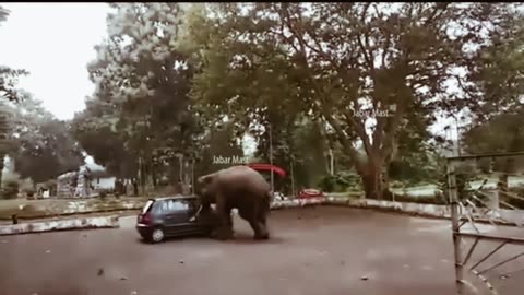 #पिटबुल डॉग#funny video 😂😀😃🤣😆