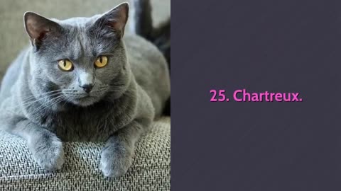 All 98 Cat Breeds From A-Y