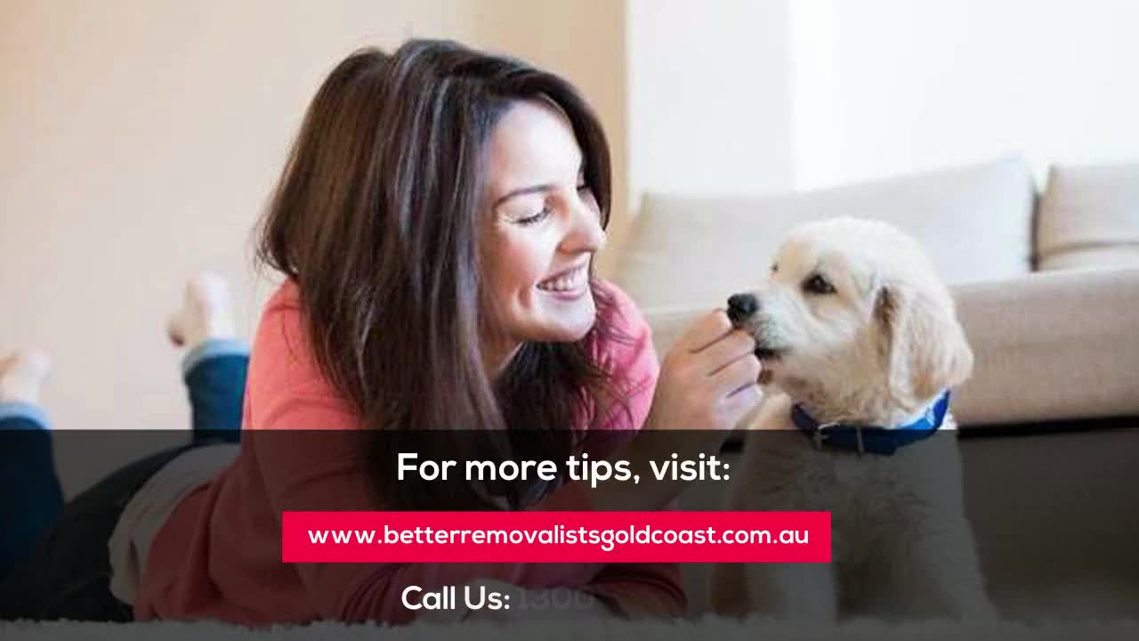 How To Pet-proof Your Home After The Move