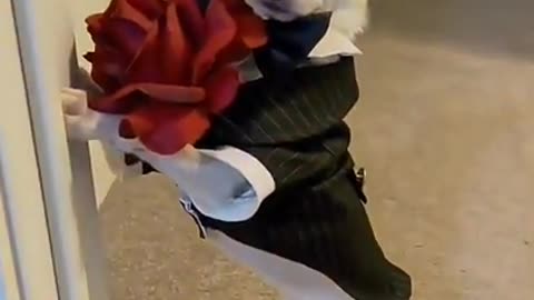 4.Dog is going on a date 😅 #shorts