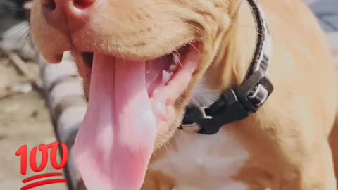 Danger pitbull 🐶🐕