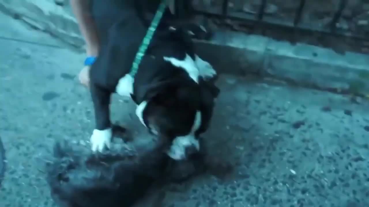 Dangerous Aggressive Pitbull attack to dogs