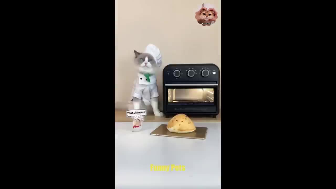 Tik Tok Cat Very Funny