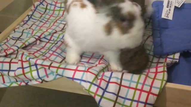 Brown bunny jobs on wooden bed and sits on it