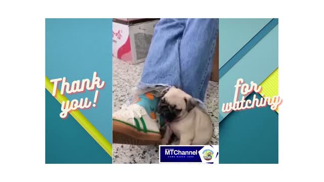 Funniest cat and dog pets