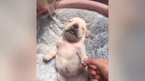 Cute, funny puppy