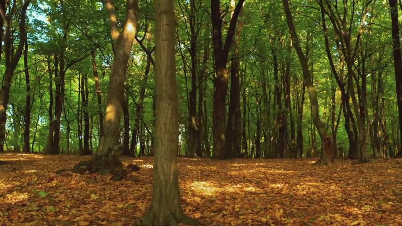 A walk in the autumn forest