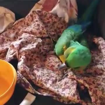 macaw sings along