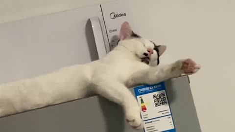 Is this cat sleeping gracefully and low-key?