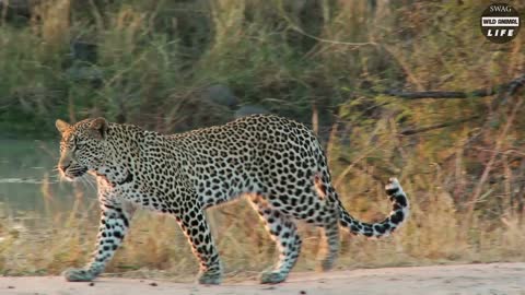 10 Amazing Battles Between Leopards And Other Predators | Wild Animal Life