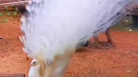 White Peacock #shorts