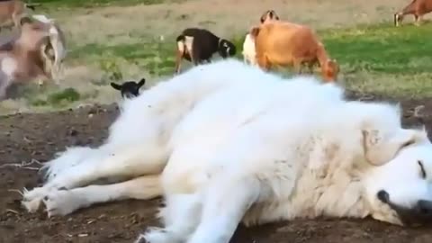 Funny and cute animals video 😅📸