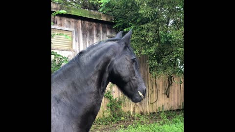 Boomer the Horse and his friends ! He likes to TALK ! LOL