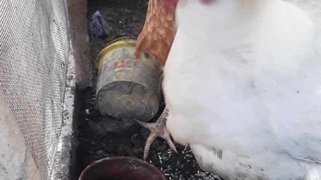 Beautiful Hens shot vedio