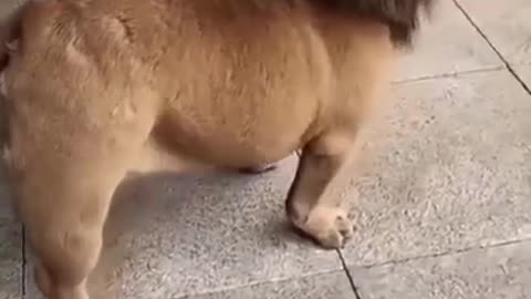 Funny dog short video🤣🤣