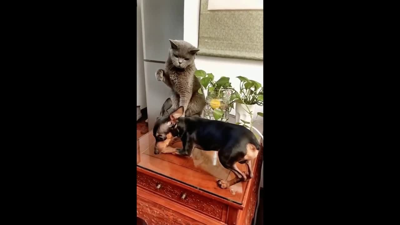 VIEW WHEN A CAT IS A TEACHER .
