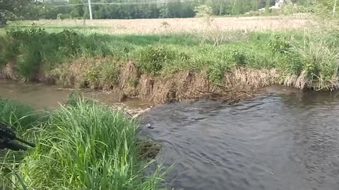 F'""" them beavers, PT2
