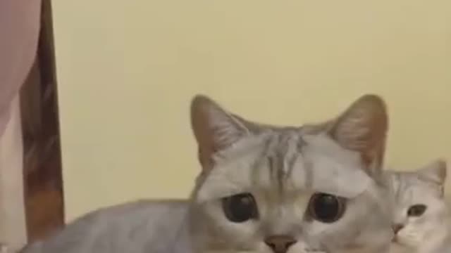 Best Funny cats /1