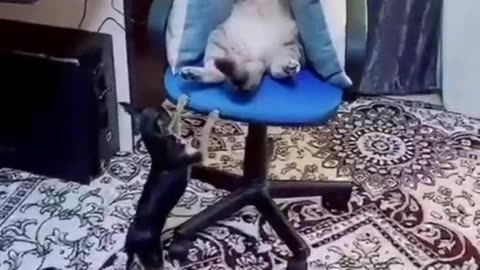 Funny and cute little cat