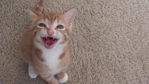 Smart kitten talking to his owner